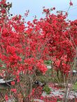 杜鹃花映山红