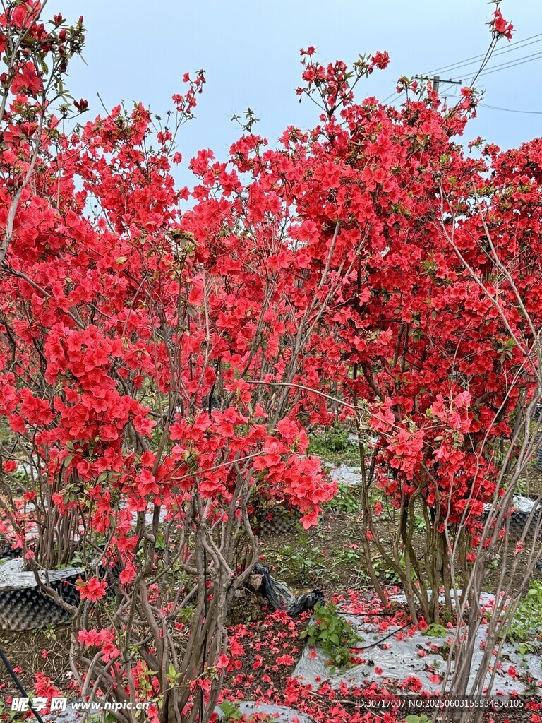 杜鹃花映山红