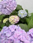 梦幻紫色绣球花绽放