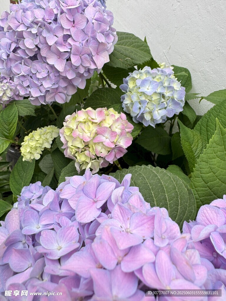 梦幻紫色绣球花绽放