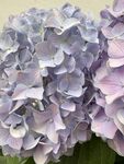 梦幻紫色绣球花绽放