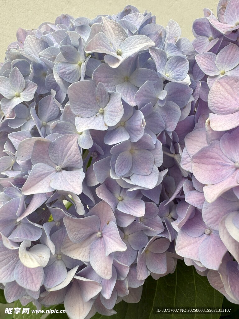 梦幻紫色绣球花绽放