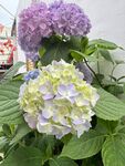 多彩绣球花绽放