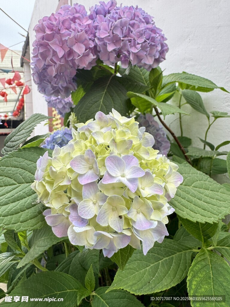 多彩绣球花绽放