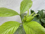 栀子花花苞