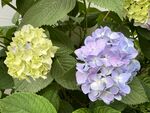 多彩绣球花绽放