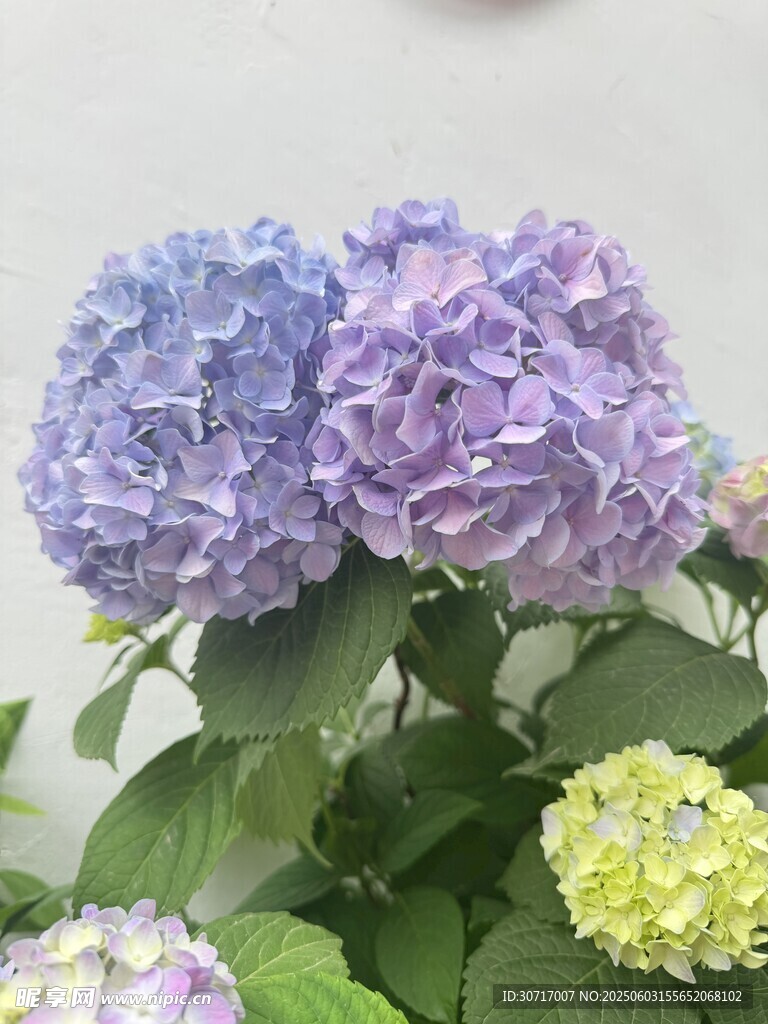 梦幻紫绣球花绽放
