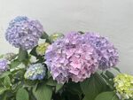 美丽绣球花绽放