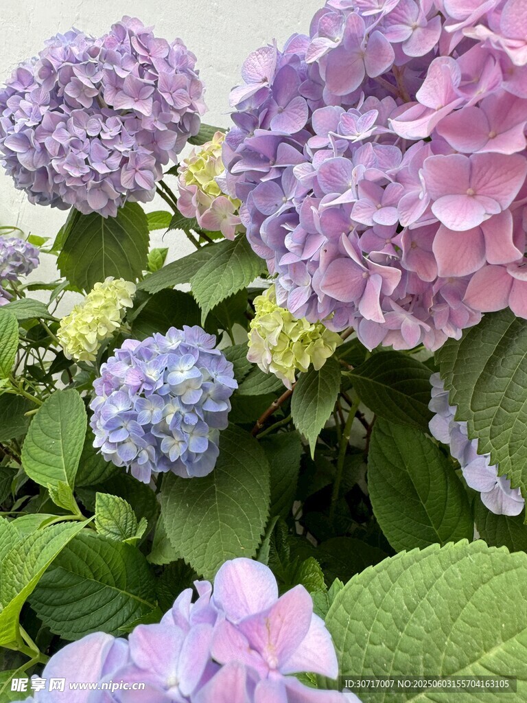 美丽绣球花绽放