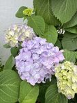 美丽绣球花