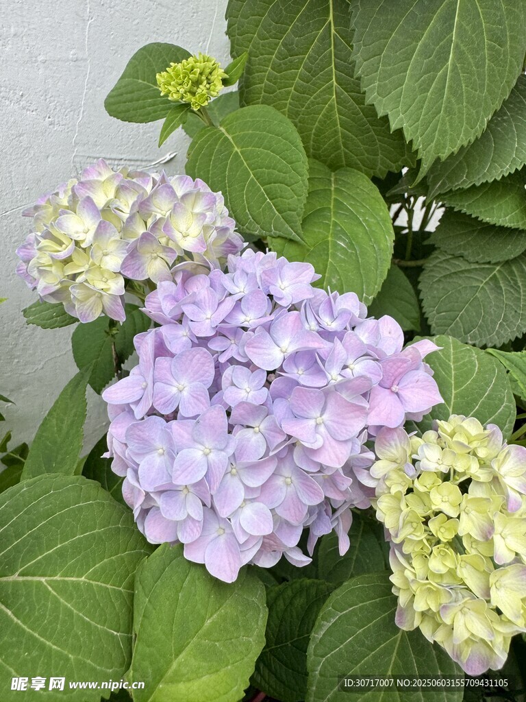 美丽绣球花