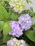 绣球花