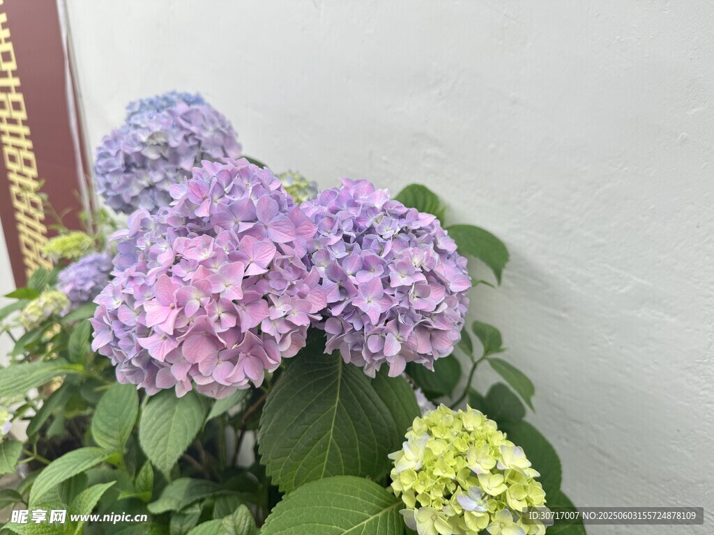 紫色绣球花盆栽