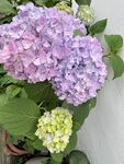 美丽绣球花绽放