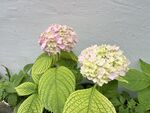 两朵绣球花