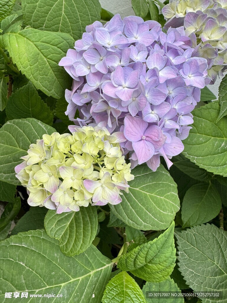 绣球花