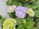 无尽夏绣球花