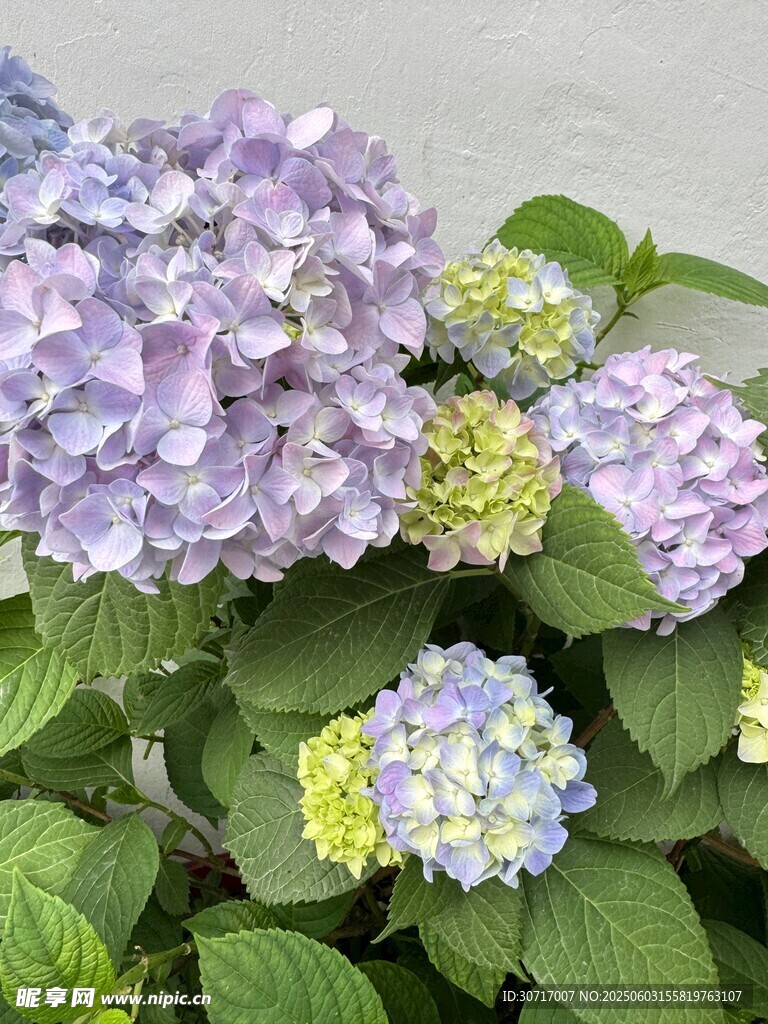 淡紫色绣球花绽放