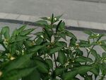 青椒苗