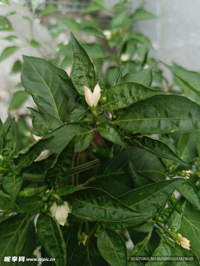 辣椒苗