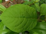 茎叶
