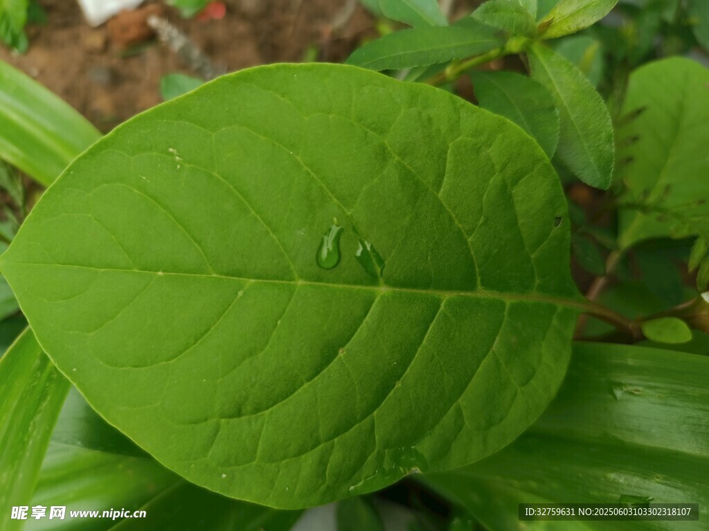 茎叶