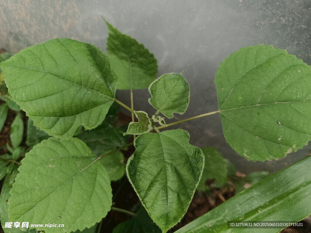 茎叶