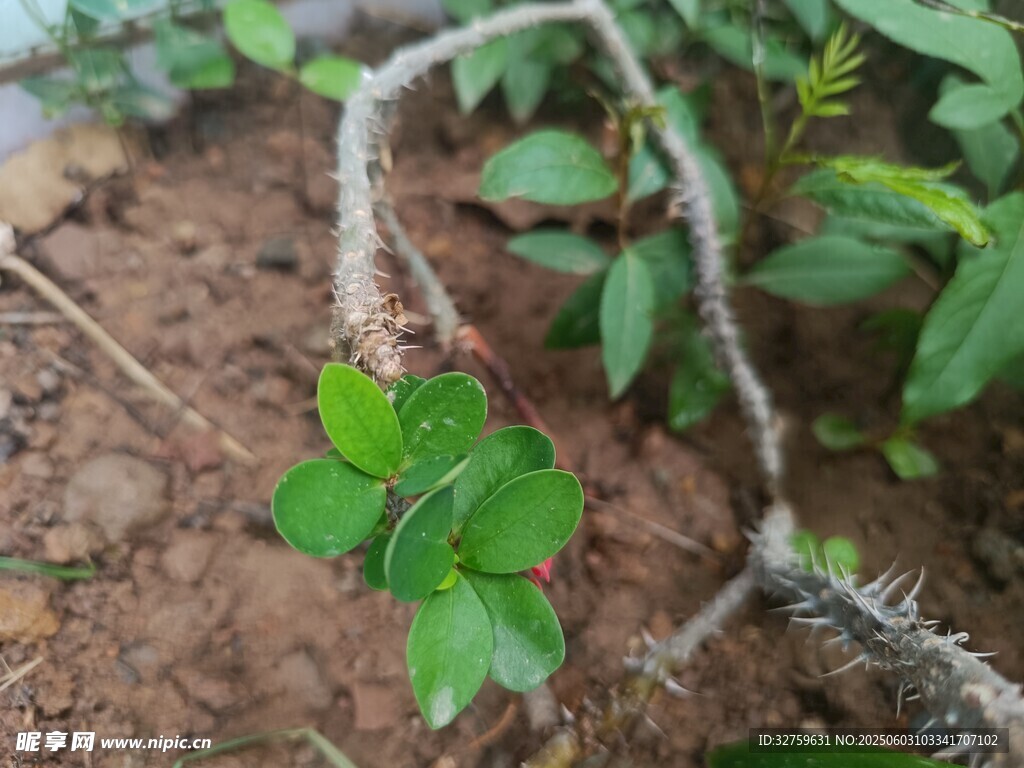 植株