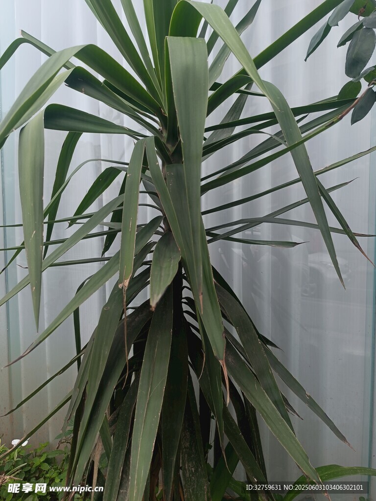 龙血树