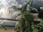 绿植
