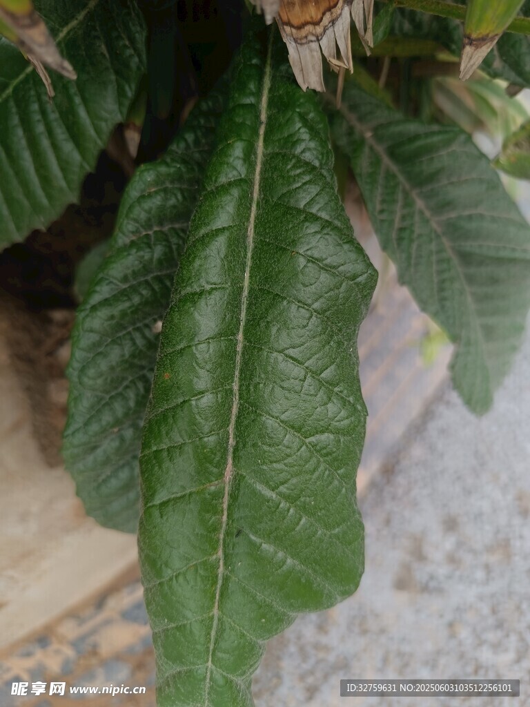  叶片