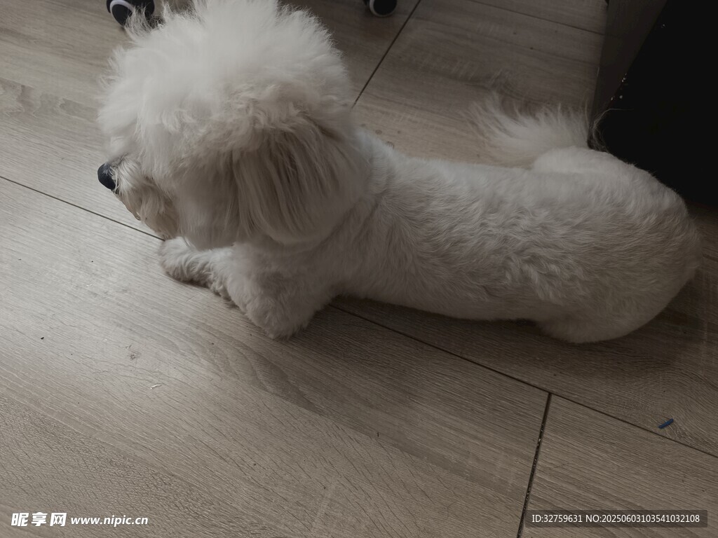 狗