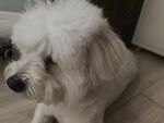 狗