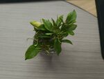 栀子花