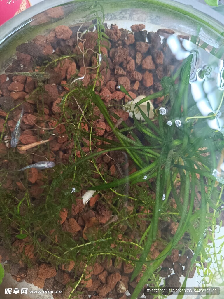 水草缸