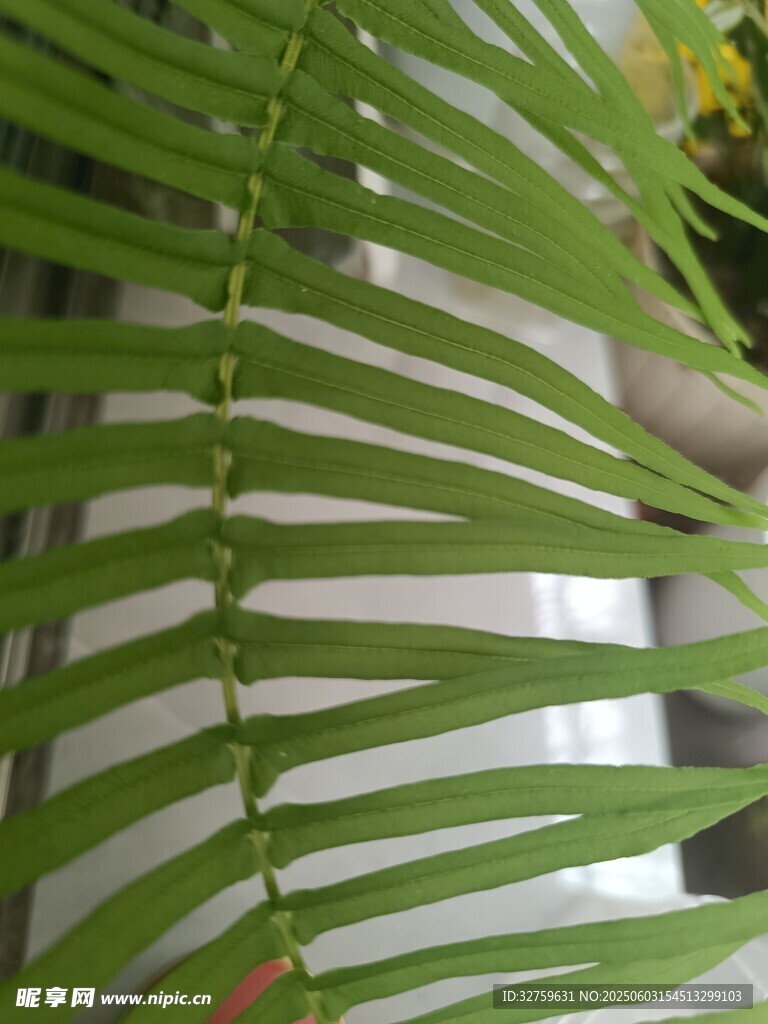 蕨类