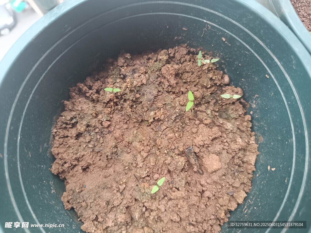 花盆