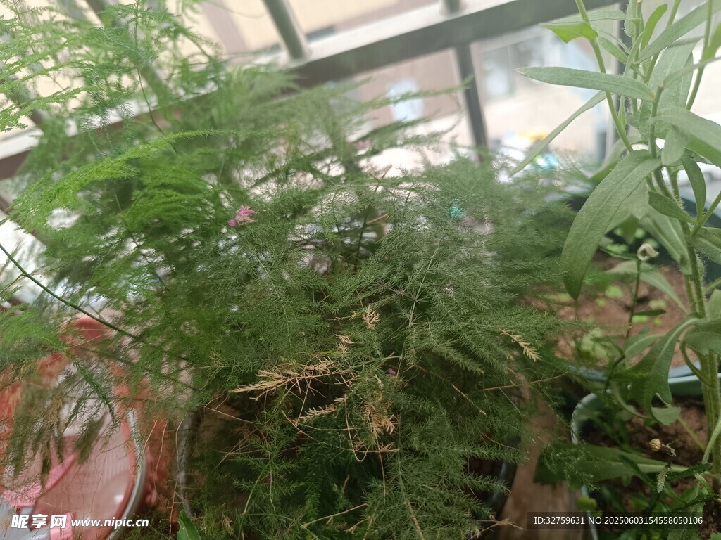 竹