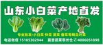 白菜门头