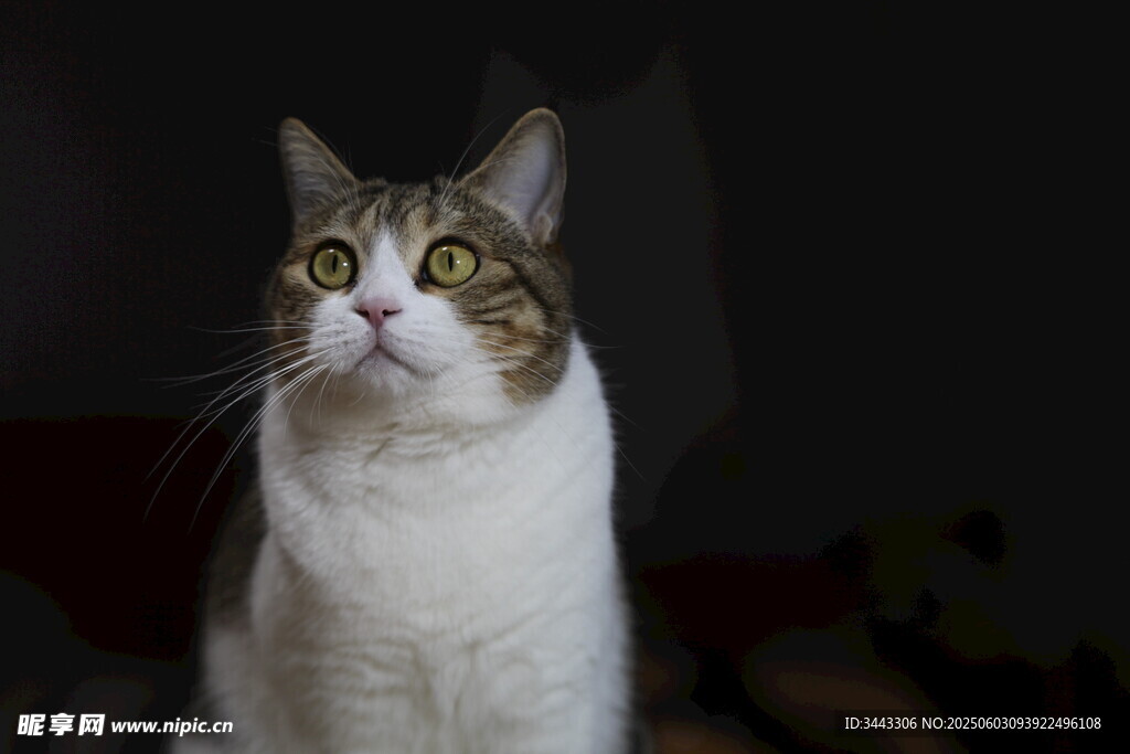 黑背景猫咪半身像