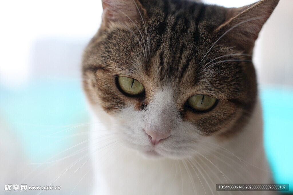 忧郁眼神的猫咪