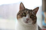 眼神空洞的猫咪