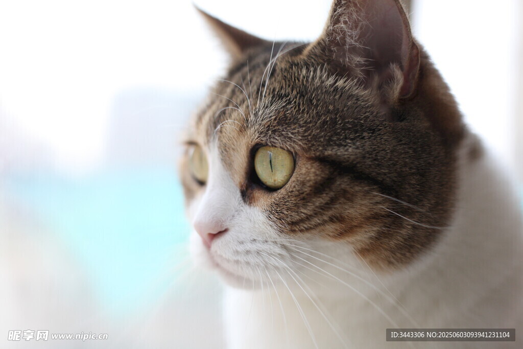 猫咪斜侧面