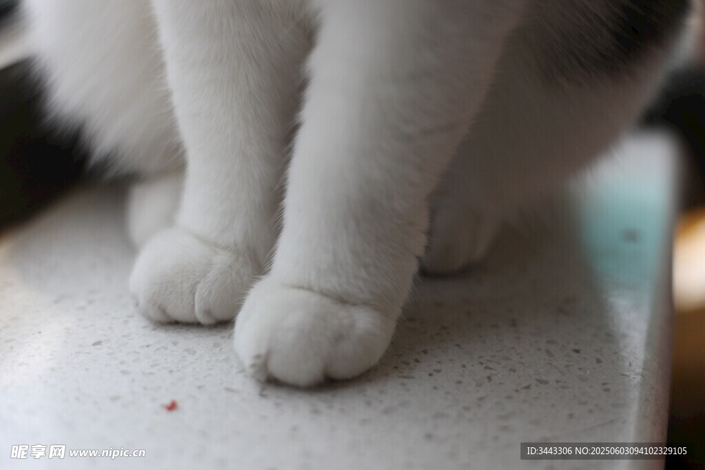 山竹猫爪