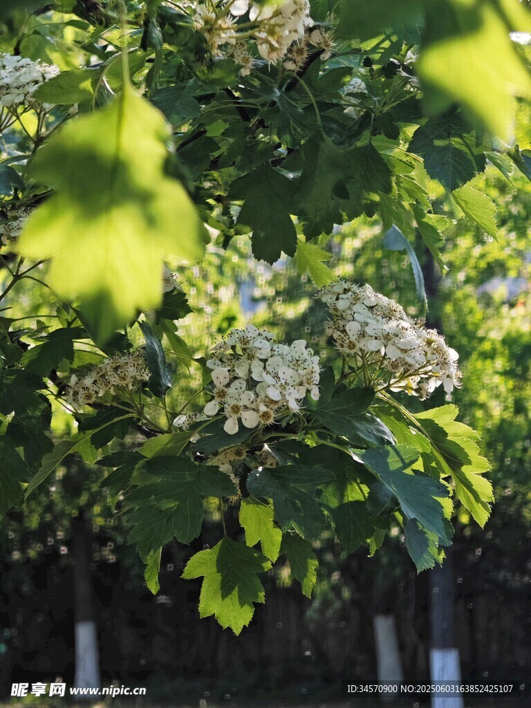 绿叶丛中的白色花