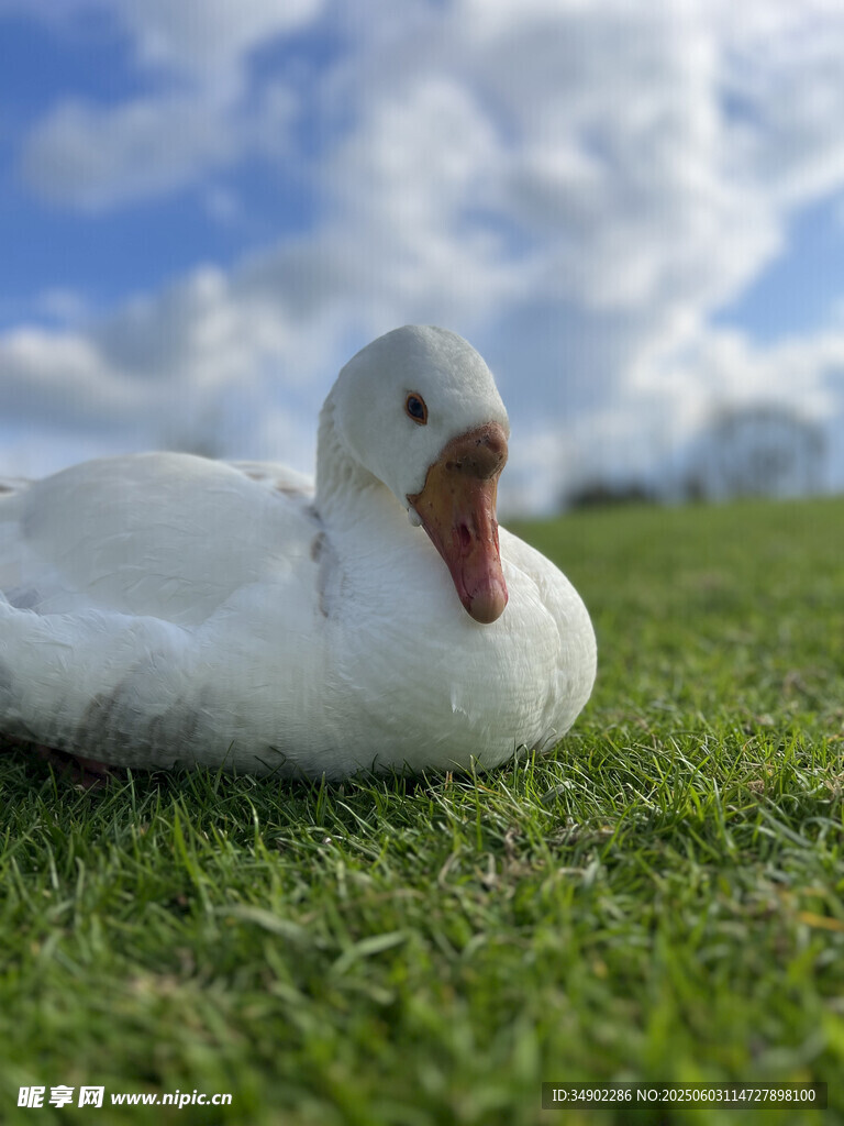 草地上休憩的白色鸭子