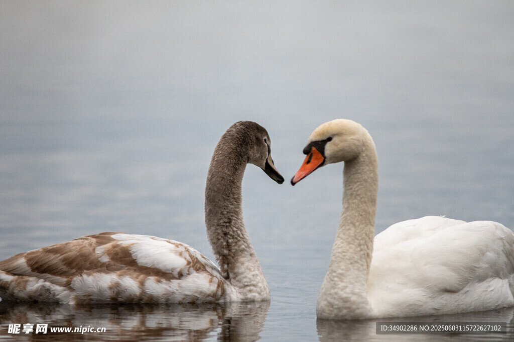 双天鹅亲昵相依于湖面