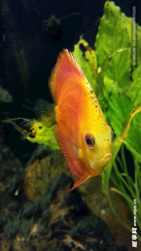 艳丽观赏鱼于绿植间