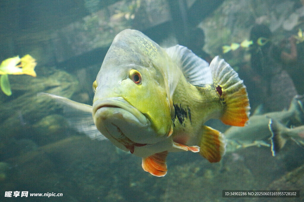 水族馆中色彩斑斓的大鱼