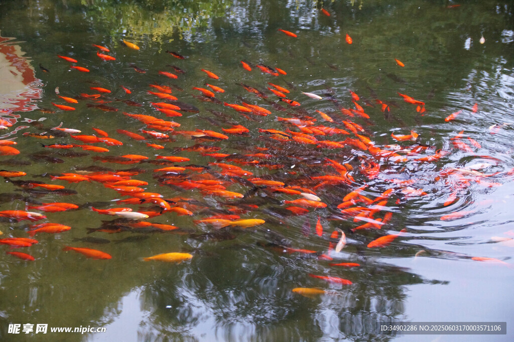 池塘中群聚的鲜艳红鲤鱼